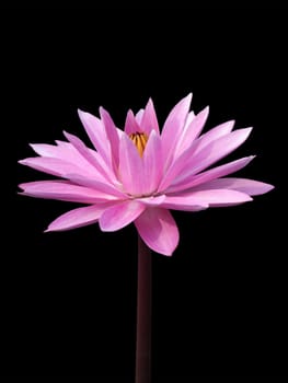 Lotus isolated on black