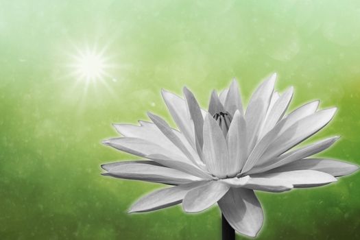 Lotus on spring background