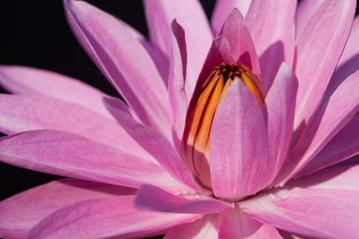 Close up of lotus