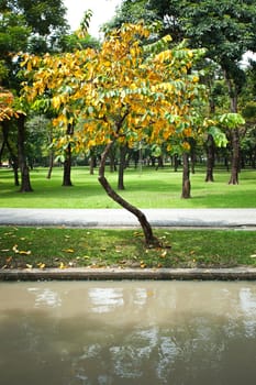 Beautiful autumn tree