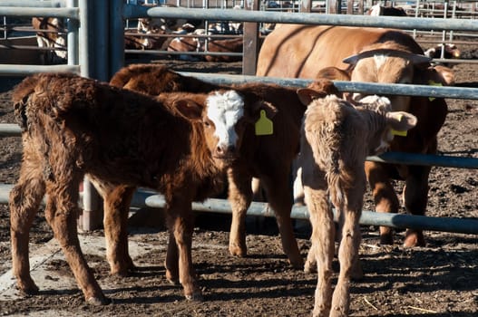 Israeli kibbutz cow and calves in the barn.