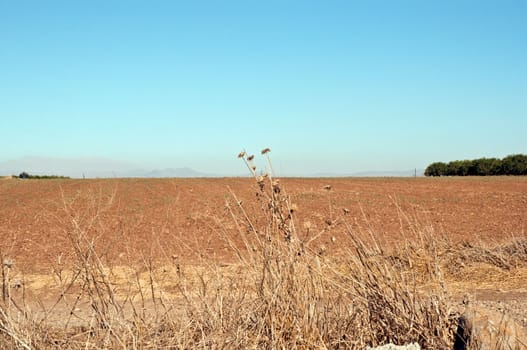 Agriculture fields . Landscape Of North Galilee In Early winter, Israel.