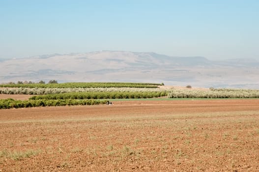 Agriculture fields . Olive grove.Landscape Of North Galilee In Early winter, Israel.