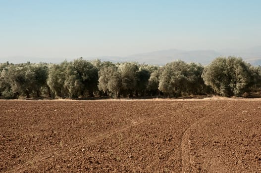 Agriculture fields . Olive grove.Landscape Of North Galilee In Early winter, Israel.