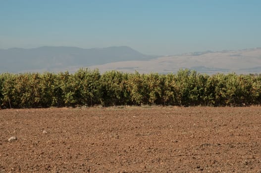 Agriculture fields . Tangerine grove.Landscape Of North Galilee In Early winter, Israel.