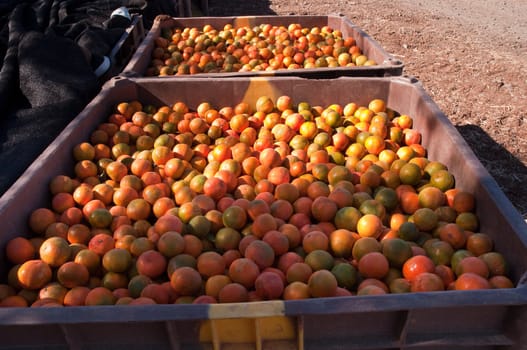 Background of orange tangerine fruits . Market.