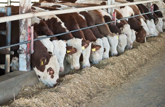 Israeli kibbutz cows feeding .