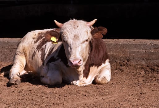 Brown cow calf on a dairy farm in the Israeli  .
