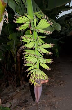 Green and unripe cultivar bananas on tree .