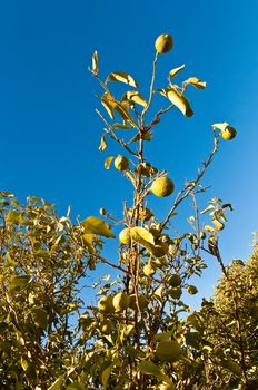 Lemon tree branch with three lemons and leaves in background .