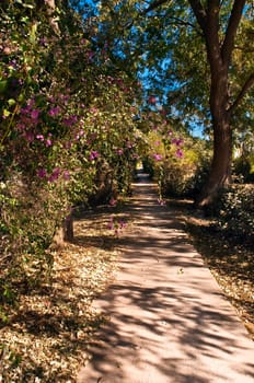 Empty alley in the  summer garden .