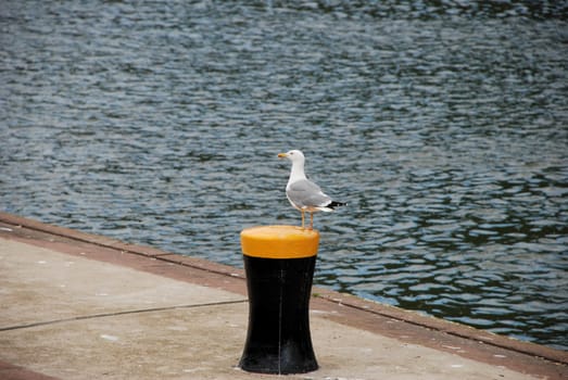 Bold seagull standing on top of a black and yellow bollard by the river