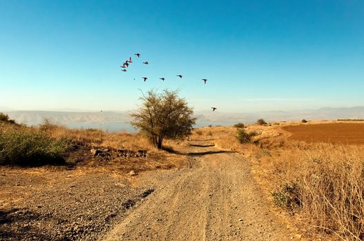 Sea of Galilee .Landscape Of North Galilee In Early winter . Migratory birds. Israel.