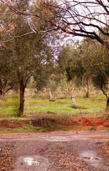 A young olive grove in the winter. Israel.