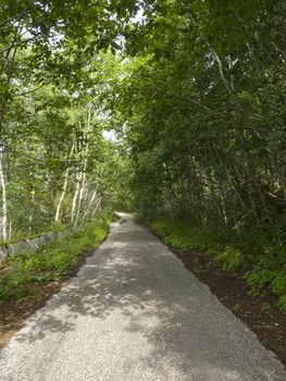 Idyllic road between green trees on a summer day