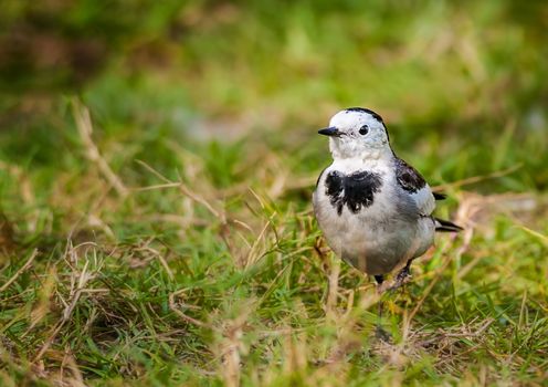 Bird, White Wagtail, Motacilla alba, M. a. leucopsis on green grass