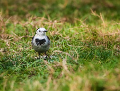 Bird, White Wagtail, Motacilla alba, M. a. leucopsis on green grass