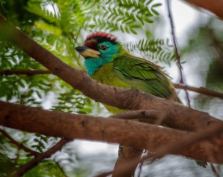 Bird, Blue-throated Barbet perched on a tree branch