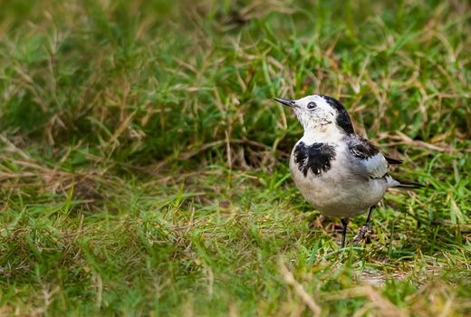 Bird, White Wagtail, Motacilla alba, M. a. leucopsis on green grass