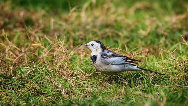 Bird, White Wagtail, Motacilla alba, M. a. leucopsis on green grass