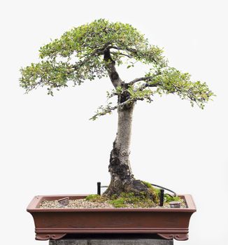 A healthy, beautiful bonsai tree isolated in a white background.