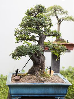 A healthy bonsai plant featuring a beautiful blue pot.