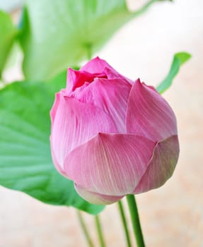 Lotus