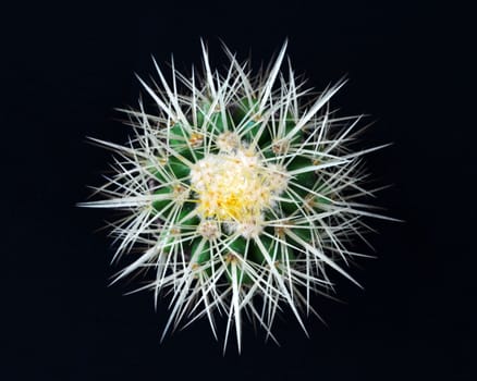 Cactus on black background