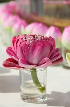 Close up of a decorated pink water lily bloom in a small glass