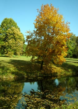 reflection of maple tree in river