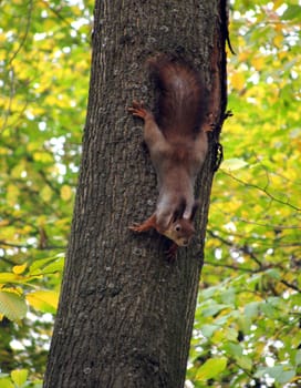 squirrel on tree in park