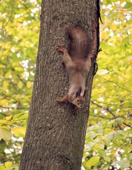 squirrel on tree in park