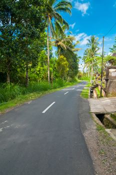 Narrow road bordered with palm trees in Bali, Indonesia