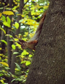 squirrel on tree in park