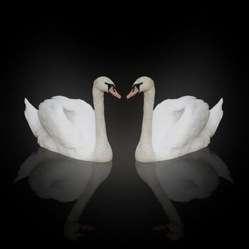 two swans with reflection over black