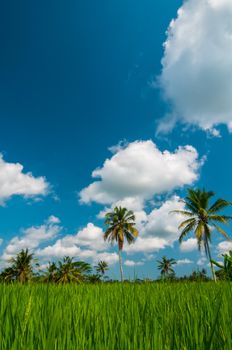 Rice field and coconut palms at background, Bali, Indonesia.