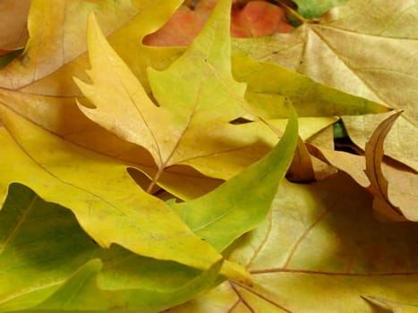 heap of dry maple leaves