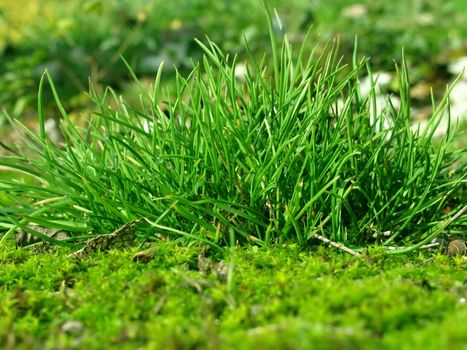 close up of green grass