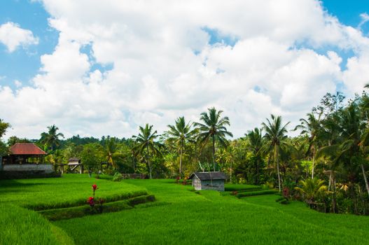 Rice field and coconut palms at background, Bali, Indonesia.