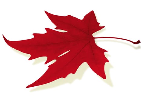 maple leaf colored in red