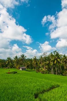 Rice field and coconut palms at background, Bali, Indonesia.