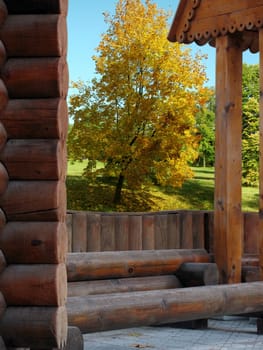 view on maple tree from summer-house