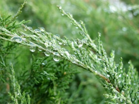 rain drops on branch of tree