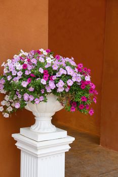 Blossom in a white flowerpot with brown wall background