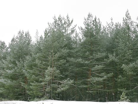 forest at winter