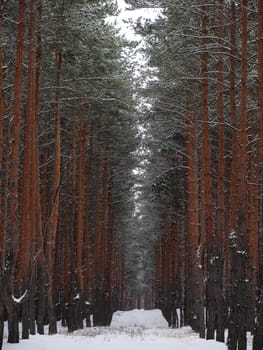forest at winter