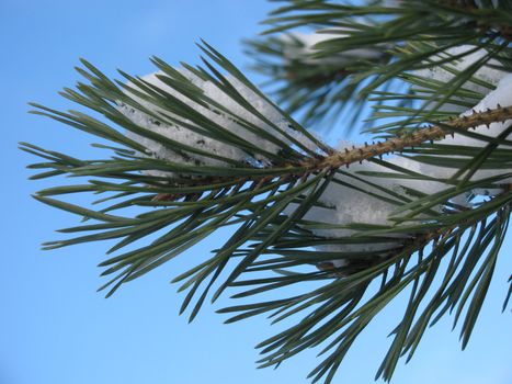 branch of pine tree at winter