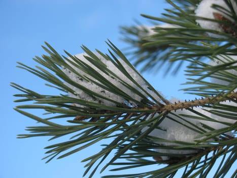 snow on branch of pine tree