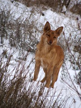 wild dog in forest