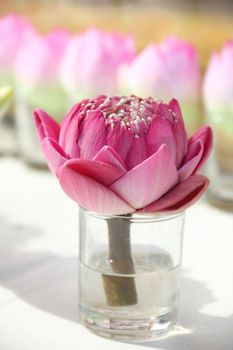 Close up of a decorated pink water lily bloom in a small glass